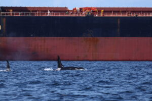 Orcas in front of a tanker.