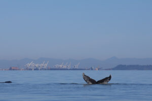 Humpback fluke in front of a Roberts Bank Terminal 2.