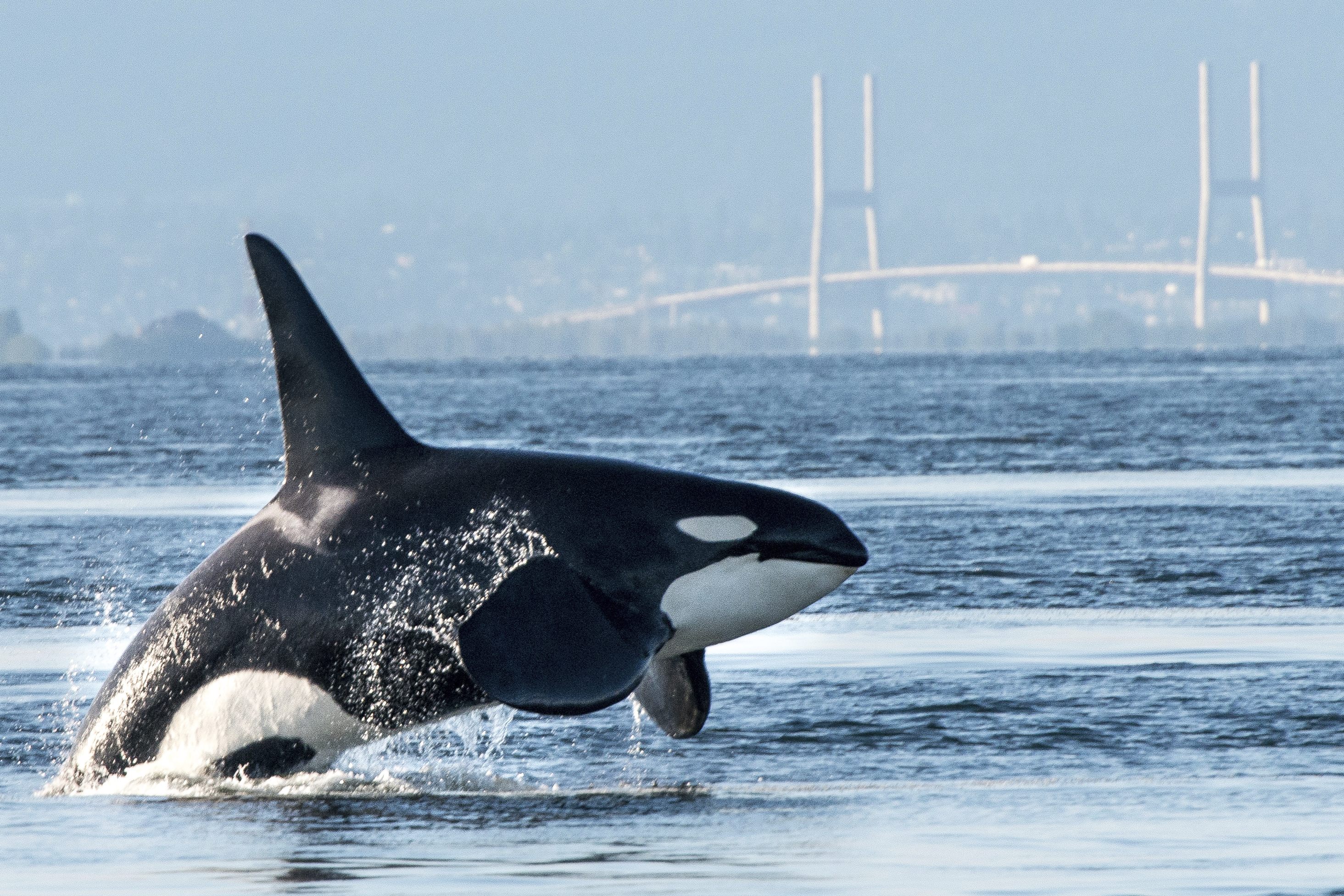 Orca our endangered killer whales • Strait