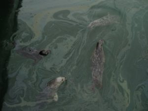 Oil spills seal