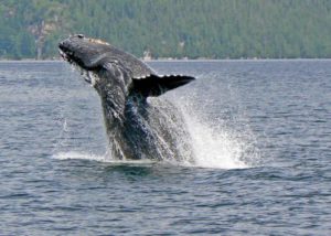 Humpback whale, photo by Barbara Watson