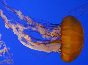 Jellyfish, www.pdphoto.org