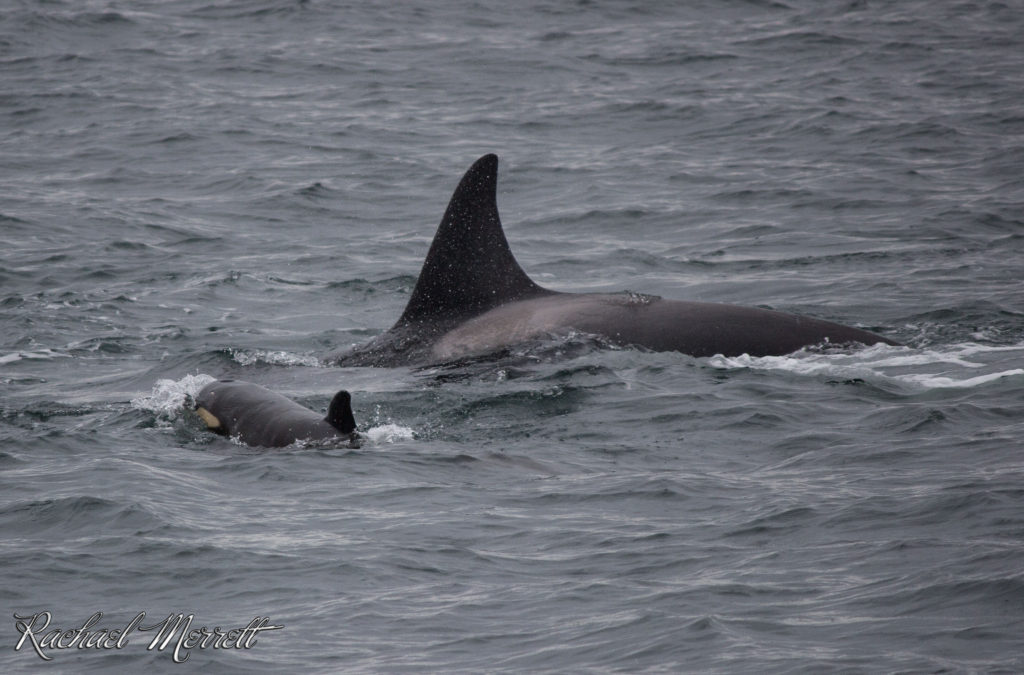 Orca Facts - Did you know? • Georgia Strait AllianceGeorgia Strait Alliance