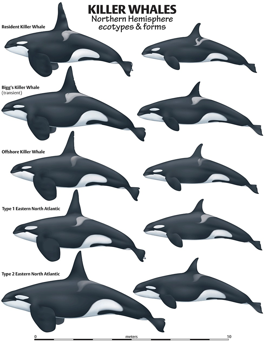 Killer Whales Habitat