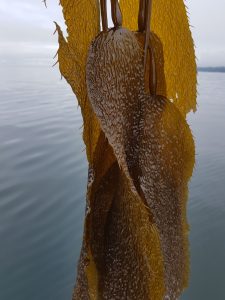 Kelp