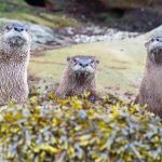 3 otters sitting in seaweed on a beach. Credit: Gene Helfman