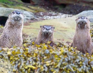 3 otters sitting in seaweed on a beach. Credit: Gene Helfman