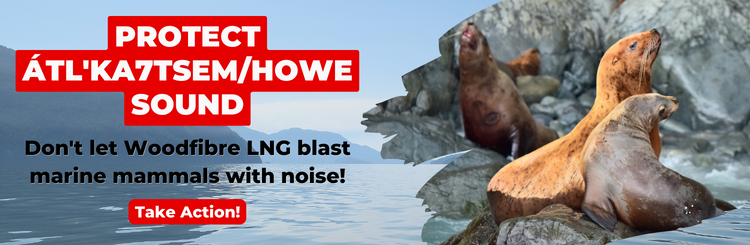 Protect Howe Sound! Don't let Woodfibre LNG blast marine mammals with noise! Take Action!
