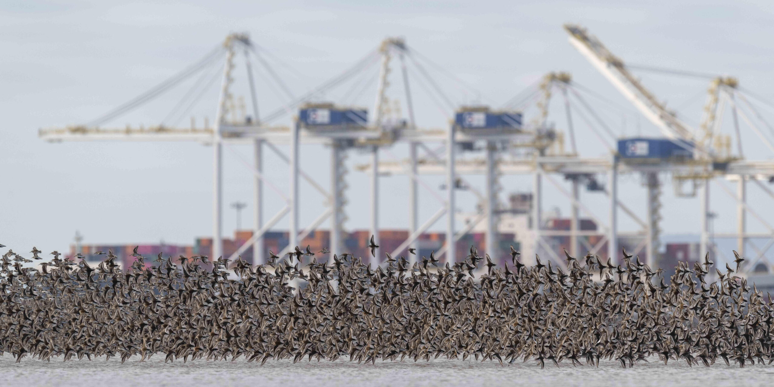 Flock of birds in front of the Roberts Bank Terminal