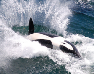 Orca breaching. Photo: Miles Ritter