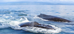 Two humpback whales - photo Allyson DeRoy