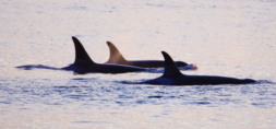 Group of orcas - photo Kimberly Nielsen