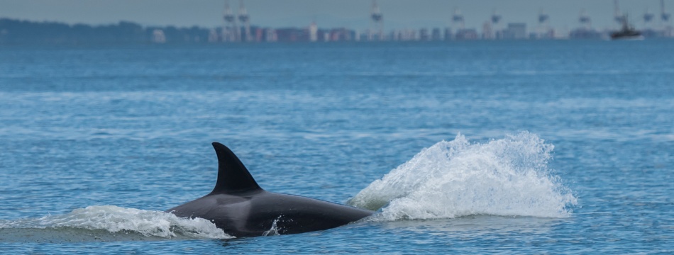 Orca swimming near Deltaport Terminal