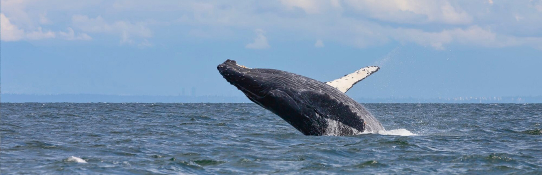 Humpback whale breaching. Image: Cheyenne Brewster