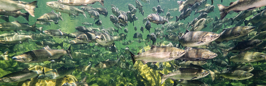 Salmon swimming - underwater shot. Image: Fernando Lessa