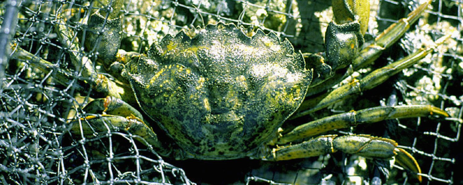 European green crab caught in a net. Photo: Oregon Sea Grant