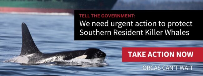 Image of starving orca with ship close in background with text overlay: Tell the government: We need urgent action to protect Southern Resident Killer Whales - Take action now - Orcas Can't Wait