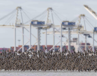 View of RBT with flock of Western sandpipers in foreground