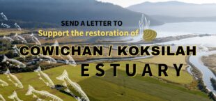 Image of Cowichan estuary with text overlay: Support restoration of the Cowichan/Koksilah estuary