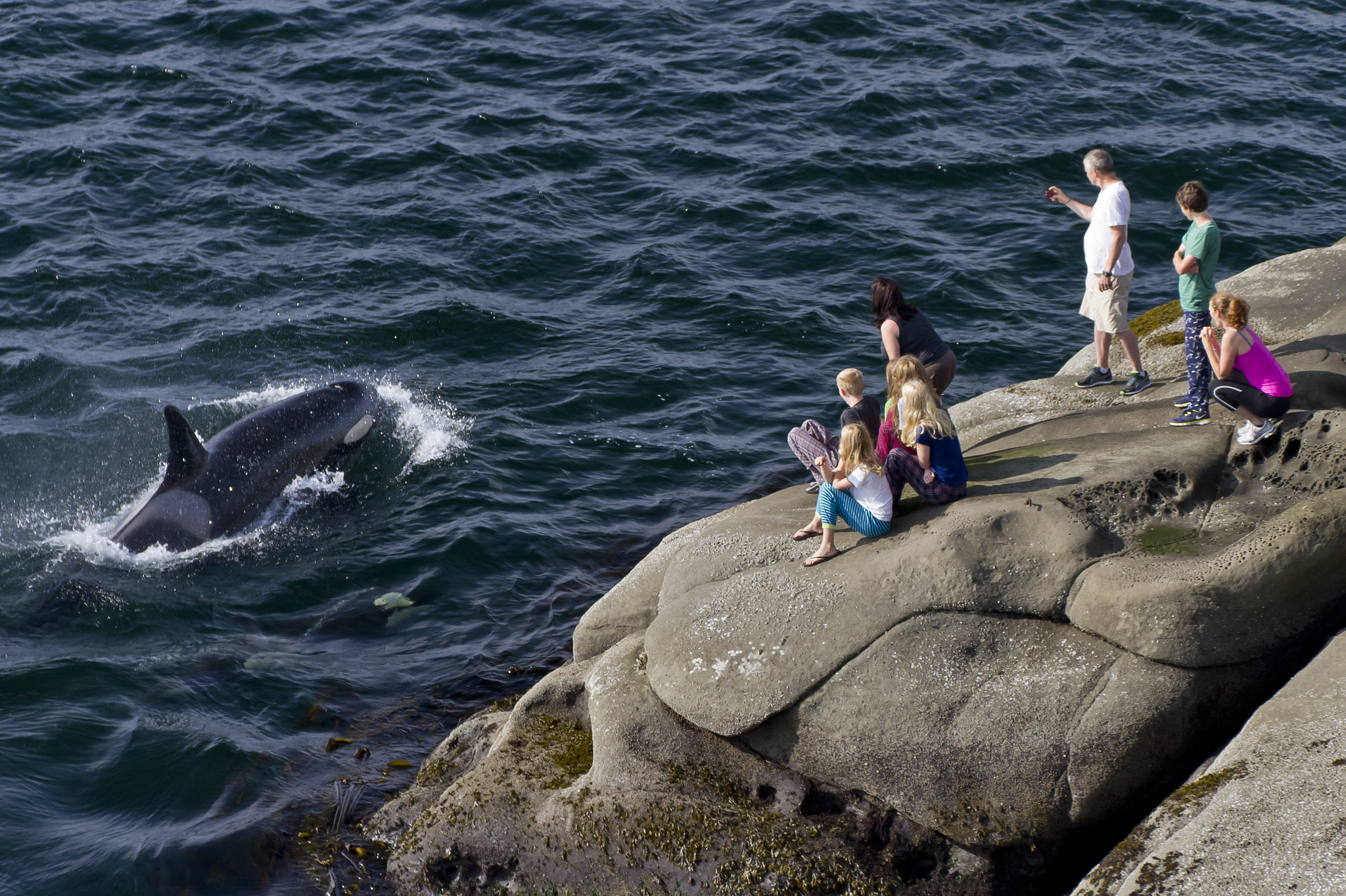 Get ready for Whale Blitz 2024 LandBased Whale Watching for Conservation! • Strait