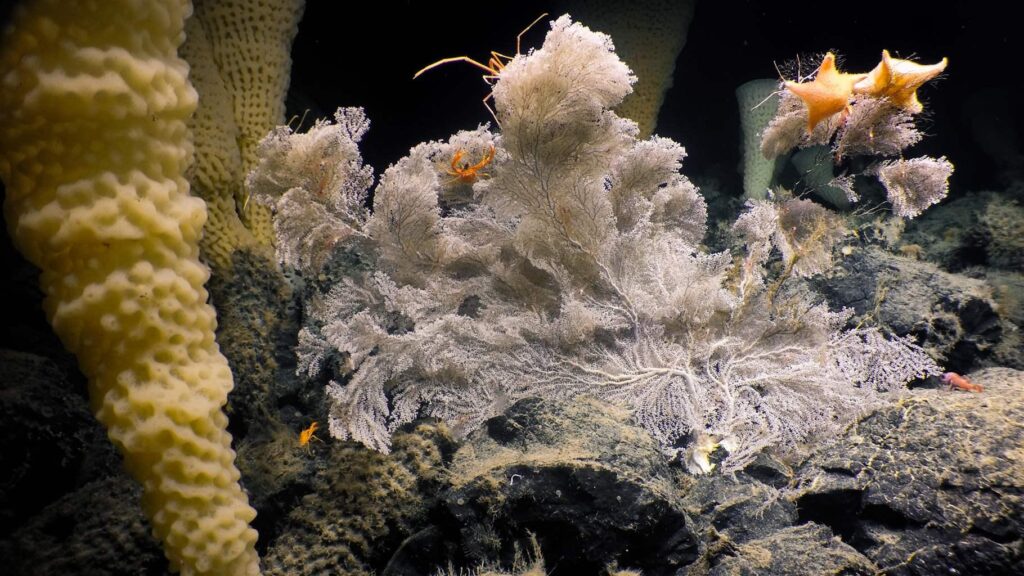 Canada’s largest underwater volcano, Explorer Seamount, is home to newly-discovered, deep-sea glass sponge, Pinulasma, colonies known as “Spongetopia.” Photo: Ocean Exploration Trust/Northeast Pacific Seamounts Expedition Partners 