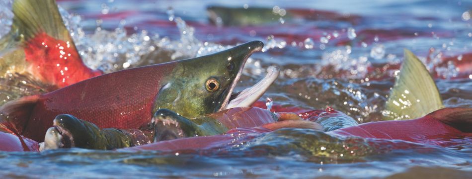 Closeup of spawning Pacific salmon