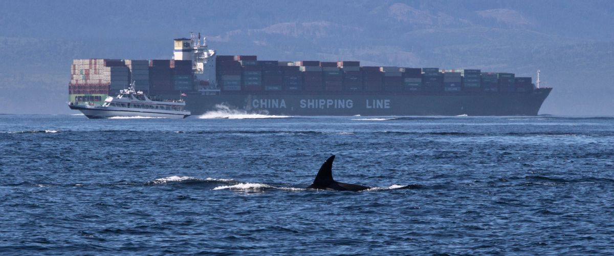 Showing the need for an ocean noise strategy - image of orca with vessel traffic in the background