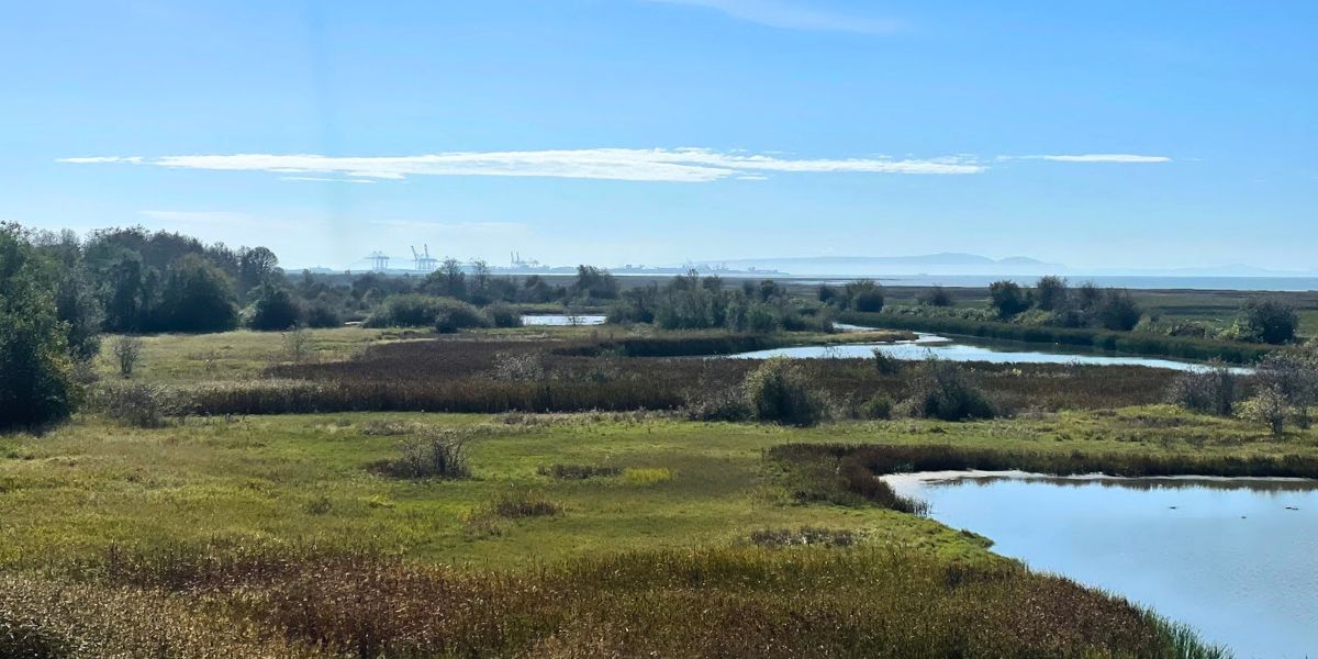 View of the Fraser River estuary at Reifel Bird Sanctuary