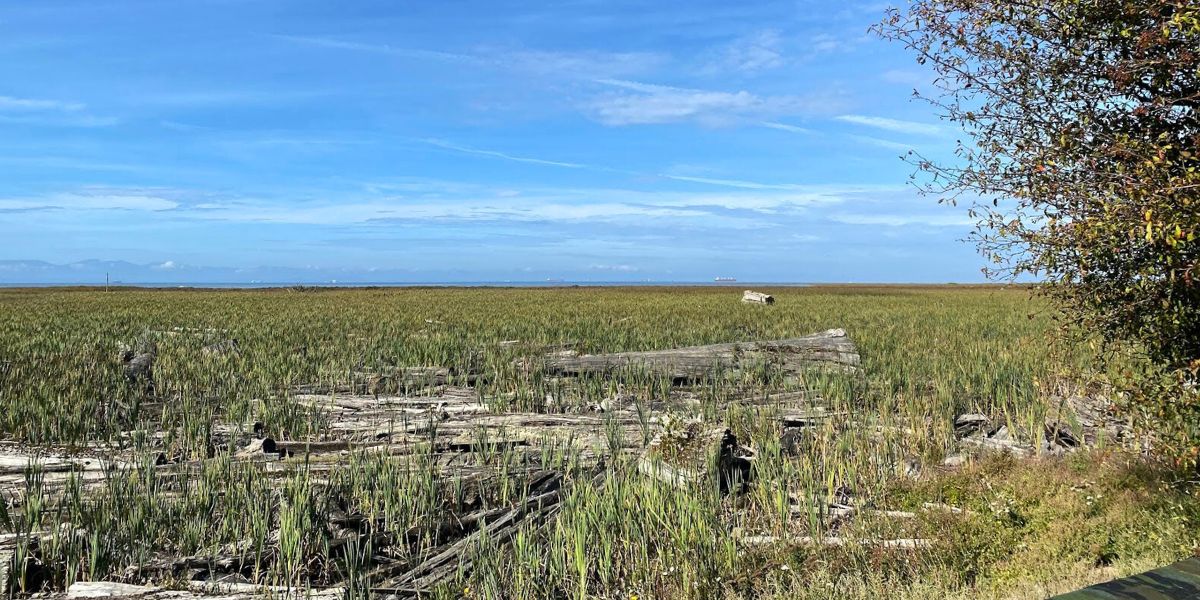 View of cattails near the Tower at Reifel Bird Sanctuary