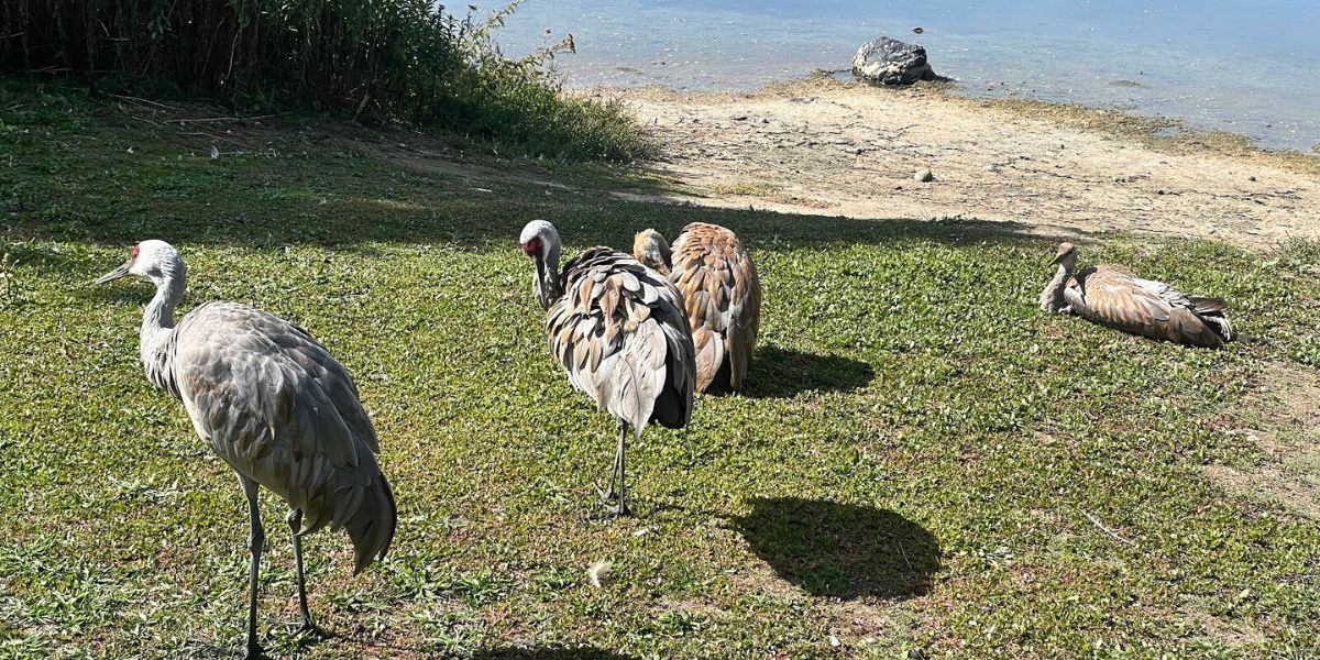 Entire Crane family at Reifel Bird Sanctuary