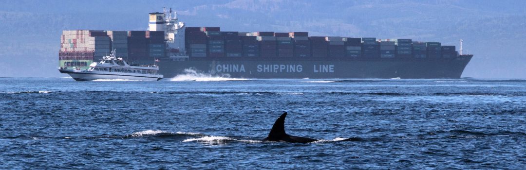 Orca swimming near vessels