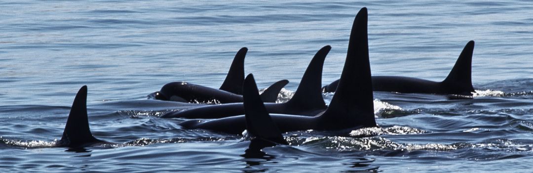 Image of a pod of whales