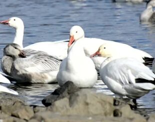 Image of Snow Geese