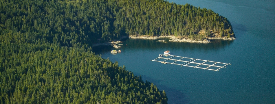 Salmon farm in discovery islands