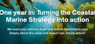 One Year In: Turning the Coastal Marine Strategy into Action - over image of herring swimming through a kelp forest