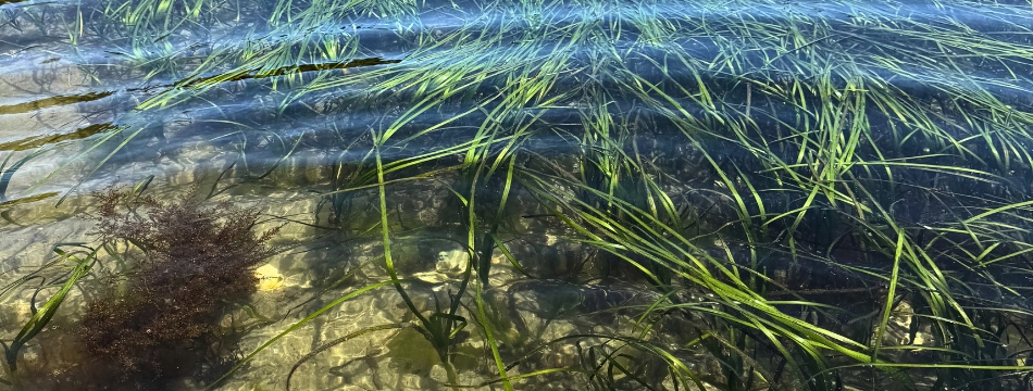 Image of eelgrass bed in the Salish Sea