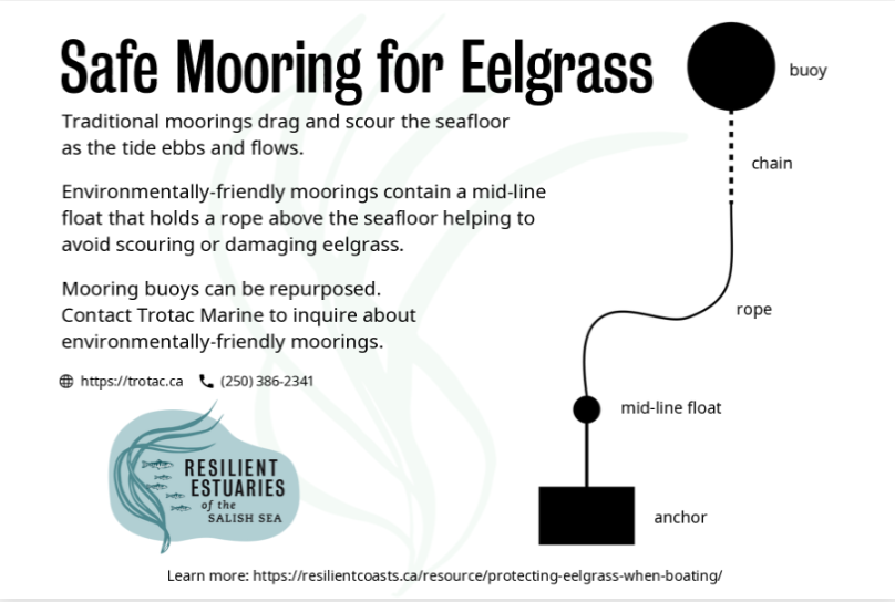 Diagram promoting eelgrass-friendly boating by demonstrating safe mooring techniques that protect eelgrass ecosystems and underwater habitat.