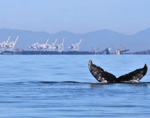 Humpback fluke in front of a Port.