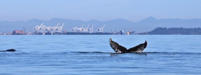 Humpback fluke in front of a Port.