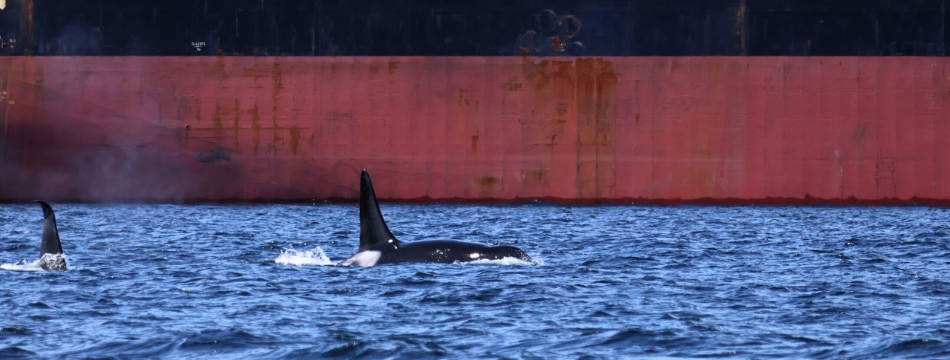 Orcas in front of a tanker.