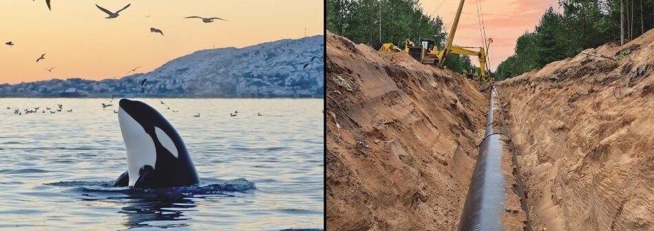 Orca spy hopping and pipeline construction collage 