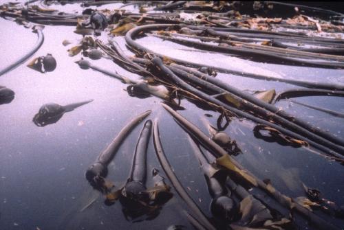 Bull kelp, photo by Laurie MacBride