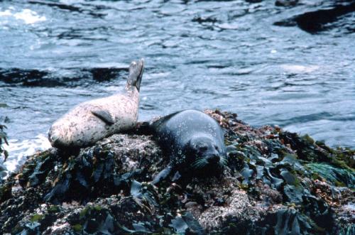 Harbour seals