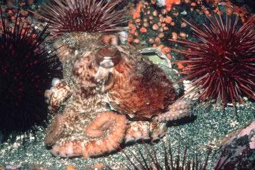 Giant Pacific Octopus and red sea urchins