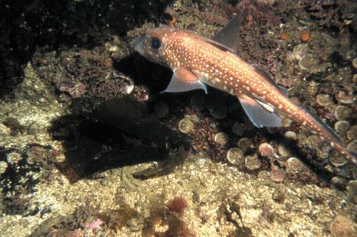 Ratfish. Photo by Bryan Nichols