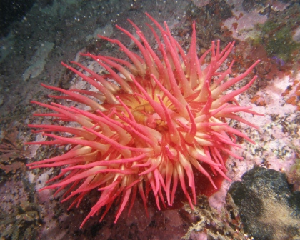 T. Fidler anemone photo