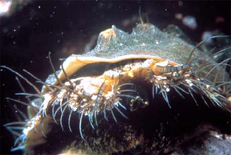 Northern Abalone