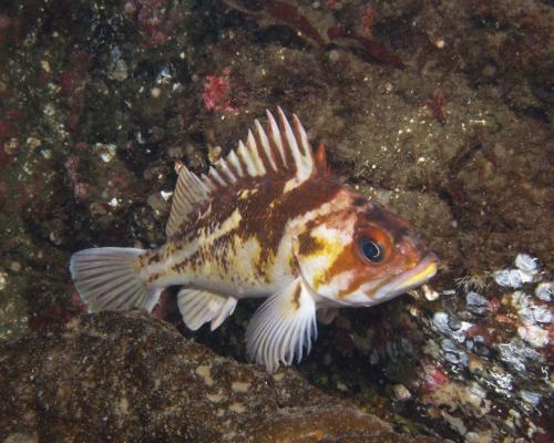 Copper Rockfish